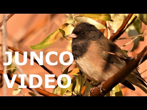 What is a Junco? Dark-eyed Junco Identification