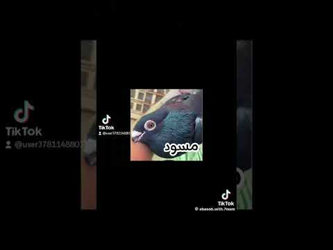 انواع طيور حمام جميلة Pigeon اكسبلور Kabootar للتربيه