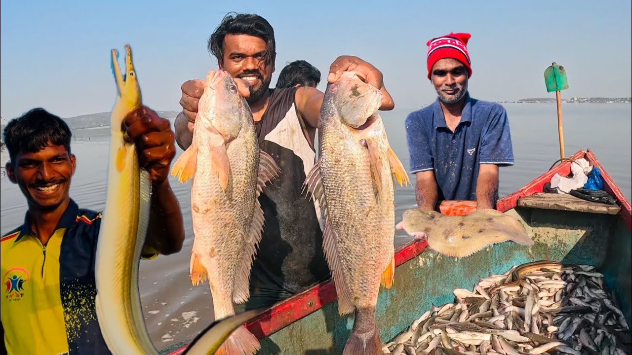 म्हावऱ्याचा धुमकुळ होडी भरून म्हावर वाव,बड्डी,पिल्सा,चिवार,बोय..?fish#eel#aagrikoli