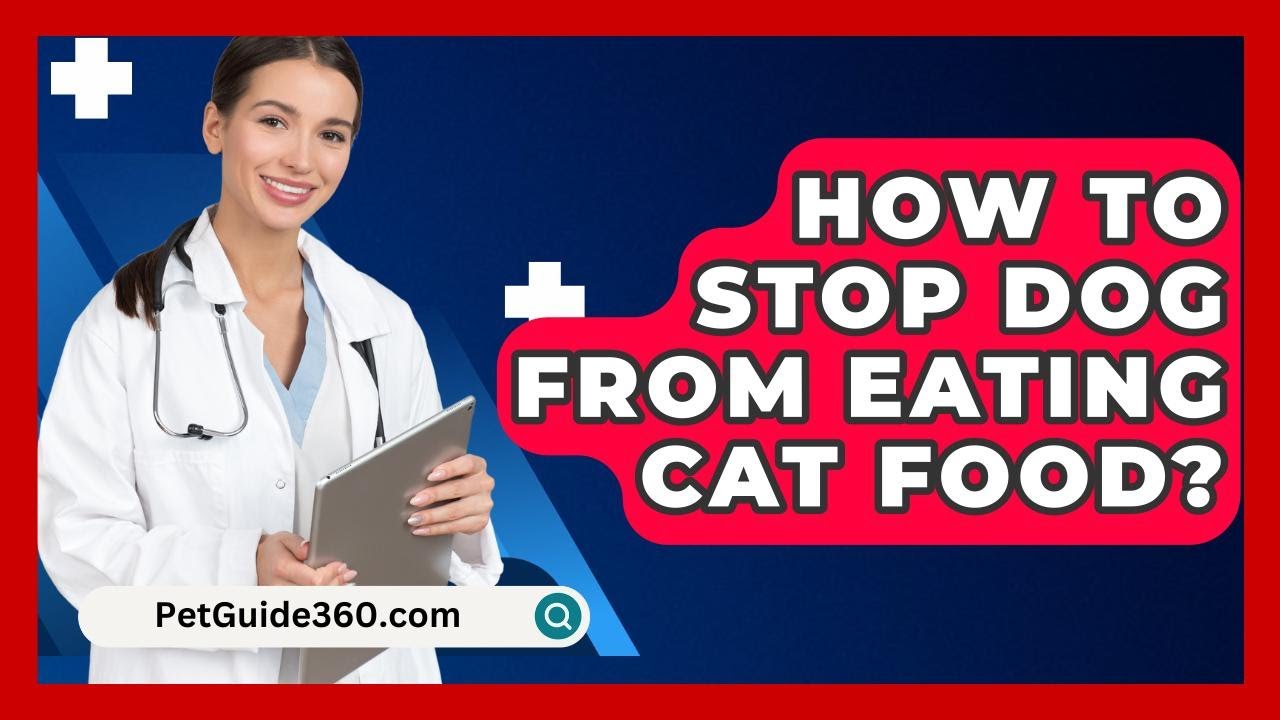 How To Stop Dog From Eating Cat Food? - PetGuide360.com