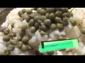 白ごはん青実山椒佃煮でいくらでも食べれます　7/1