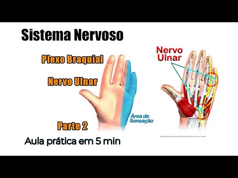 NERVO ULNAR, Toda a Inervação da mão - Parte 2 -  - Plexo braquial