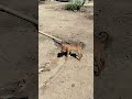 #pets #vidanaroça #fypyoutube #fypage #animal