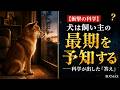 犬は飼い主の"死"を予知できる？科学が出した意外な答え