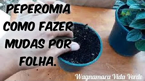Como fazer muda da peperômia roxa?