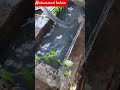 the process of hardening palm oil using the traditional blacksmith method #medievalblacksmith #food