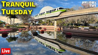 Live: Tranquil Tuesday at Epcot  Relaxing Disney Evening  Walt Disney World  32624