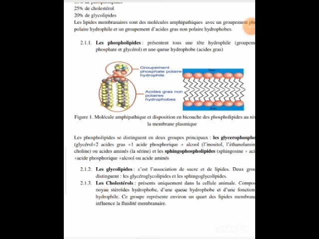 Qu'est-ce que voix grave steroide et comment ça marche ?