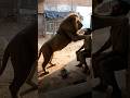 hello doston ghar mein Sher ghus gaya hai kya bolna chahte hain aap #funny