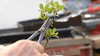 細枝を残すため太い枝を切る時の注意点