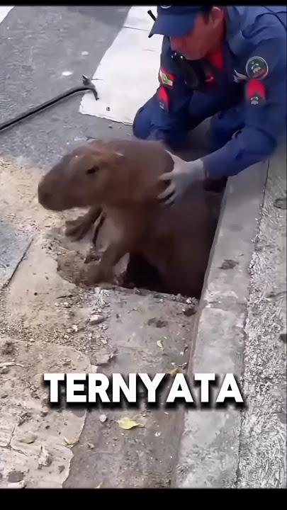 Saving the Big Rat?