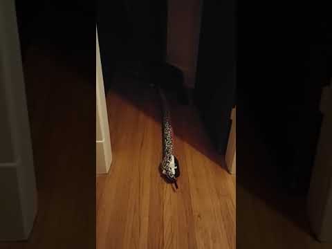 Cat saves household from deadly python