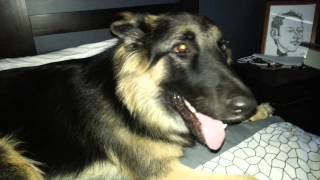 German shepherd excited daddy's home