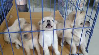 ANAK ANJING UMUR 3 MINGGU, SUDAH BISA BERCANDA !!!