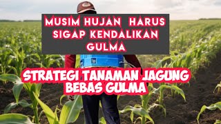Strategi Tanaman Jagung Bebas Gulma di Musim Hujan
