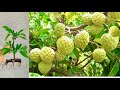 Technique propagation sweetsop tree  how to grow sweetsop tree fast with banana fruits