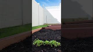 Day 15 building a vegetable garden