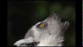Lemur Sounds