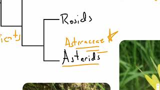 Onlineplantbio AngioEvo