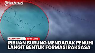 Fenomena Ribuan Burung Mendadak Penuhi Langit Membentuk Formasi Raksasa, Pertanda Bencana?