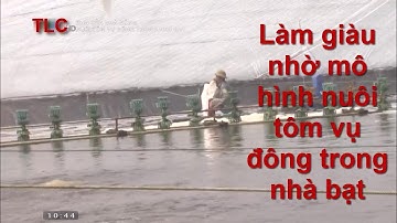 Làm giàu nhờ mô hình nuôi tôm vụ đông trong nhà bạt