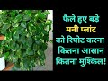बड़े आकार के मनी प्लांट की रिपोर्टिंग कैसे करें | How to report a large sized money plant