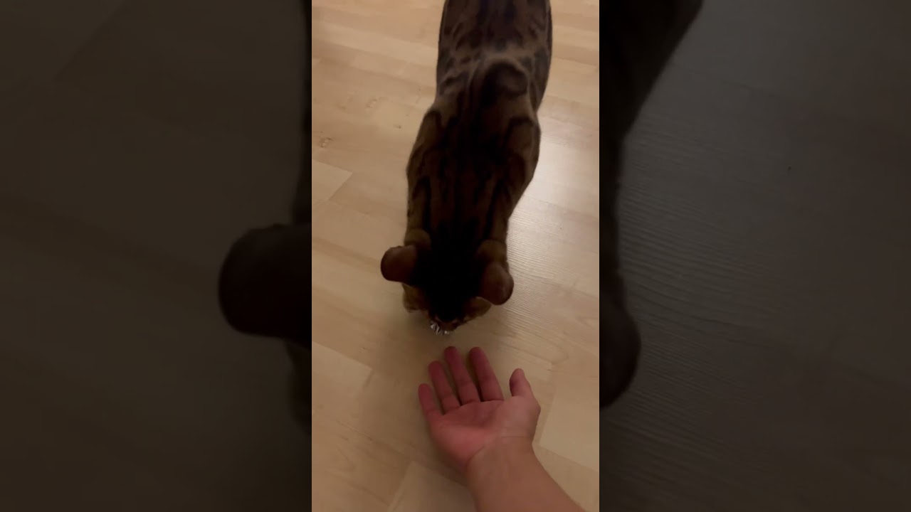 How smart is the Bengal cat? 🤗 