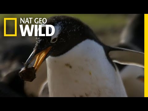 Penguin Love Story | Symphony For Our World