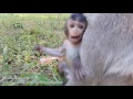 Life of monkeys Ep84, poor baby monkey, baby monkey with mom, life of po...
