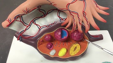 AP2 Lab Human Ovary Model Demo