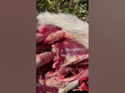 Nasal Botfly larvae in the sinus cavity of a roe deer head. There's always a  few in there but this poor guy had around 40-50. : r/natureismetal