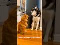 Cat vs Husky… Guess Who Wins