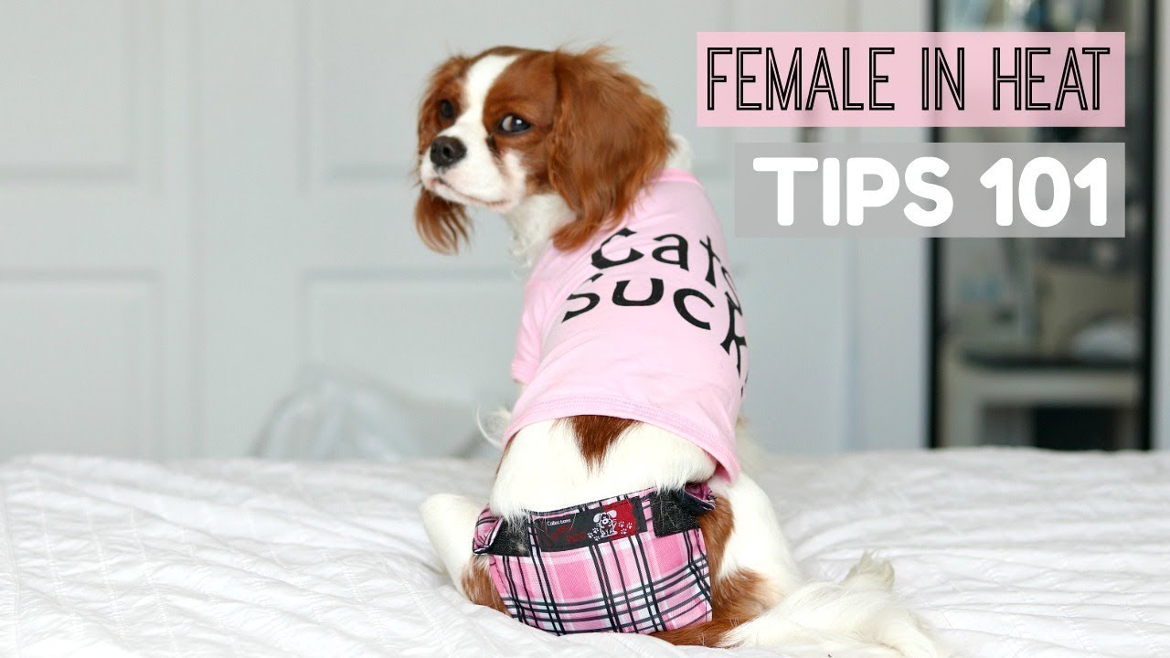 How Long Does A Female Dog Updated September 2022 Wikidoggia