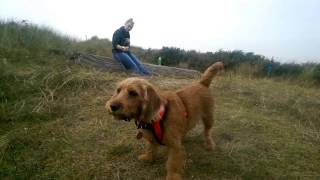 Basset Fauve de Bretagne Puppy  Ruby's first vacation 2017