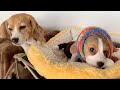 【快適ドッグコット】キャンプや自宅で犬が寛ぐベッドの紹介【ビーグル多頭飼い】Beagle Puppy