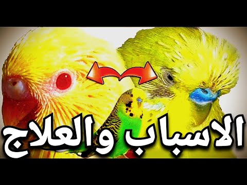 اسباب تساقط الريش حول عيون الطيور عصافير الخبير