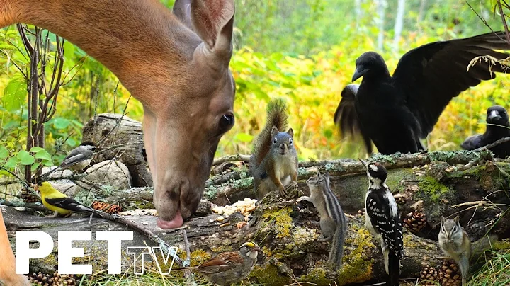 Video 10601911: cat forest wildlife, beautiful forest cat, perfect cat, cats dogs