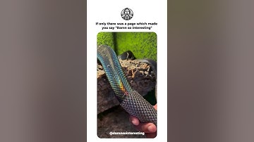 One of the rarest snakes in the world, Boelen’s python, shedding its skin 🤯 #shorts