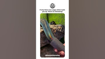 One of the rarest snakes in the world, Boelen’s python, shedding its skin 🤯 #shorts