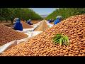 Cómo se PROCESAN MILES de MILLONES de ALMENDRAS 🥜 De la COSECHA a la FÁBRICA