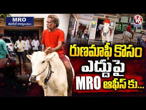 Farmer Rides Bull To Tahsildar's Office For Loan Waiver In Maharashtra | V6 News - V6NEWSTELUGU
