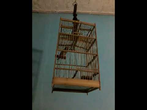Mikat Prenjak Master Mashpeecommons Com