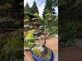Slowly, quietly, day by day, we become who we’re meant to be 🌱#mindfulness #bonsai #naturalhealing