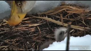 DN. DNF gets up and stretches and then attempts another feeding of DN17.  Explore.org 3/24/24