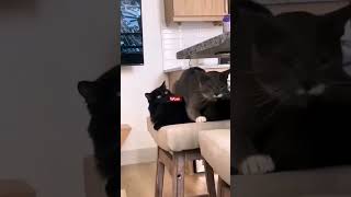 Cat Surprised by Cat Love| Кот, удивленный кошачьей любовьюKot, udivlennyy koshach'yey lyubov'yu#Sho