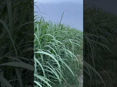 � کسان بھائیوں کے لیے بہترین کماد | مکمل معلوما