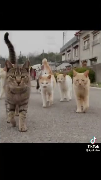 mampus kau anjing🤣