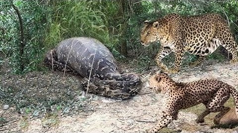 #leopard vs big #python #snake real fight - leopard wild big battle - most amazing wild animal