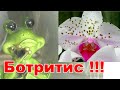 Орхидеи и Грибок Ботритис. ЗЛОЙ и СТРАШНЫЙ грибок на Орхидеях.