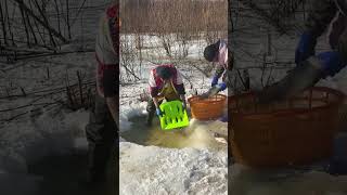 Amazing winter ice fishing session scooping up a bunch of big fish using a lime green basket